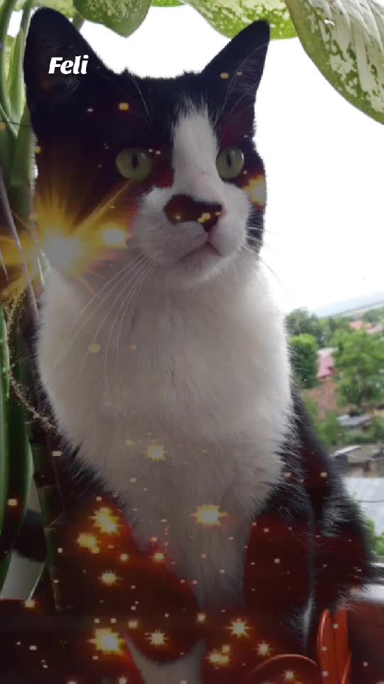 Feli♥️