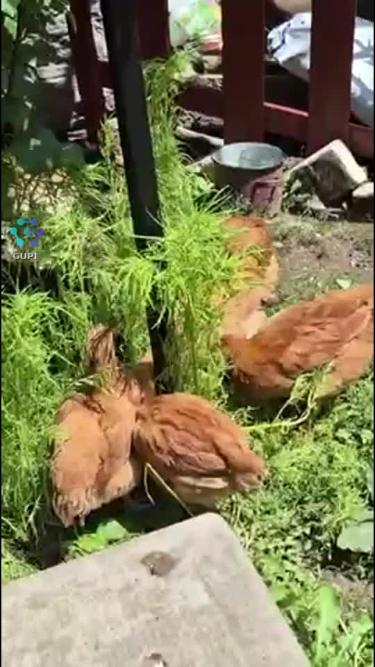 viata la tara!!🍀🍀🍀