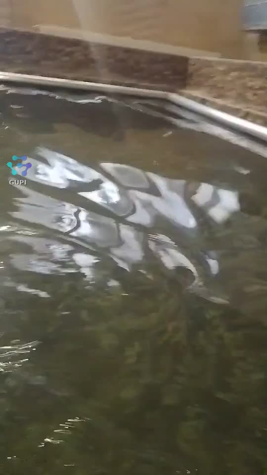 Video de @gupiuser342506