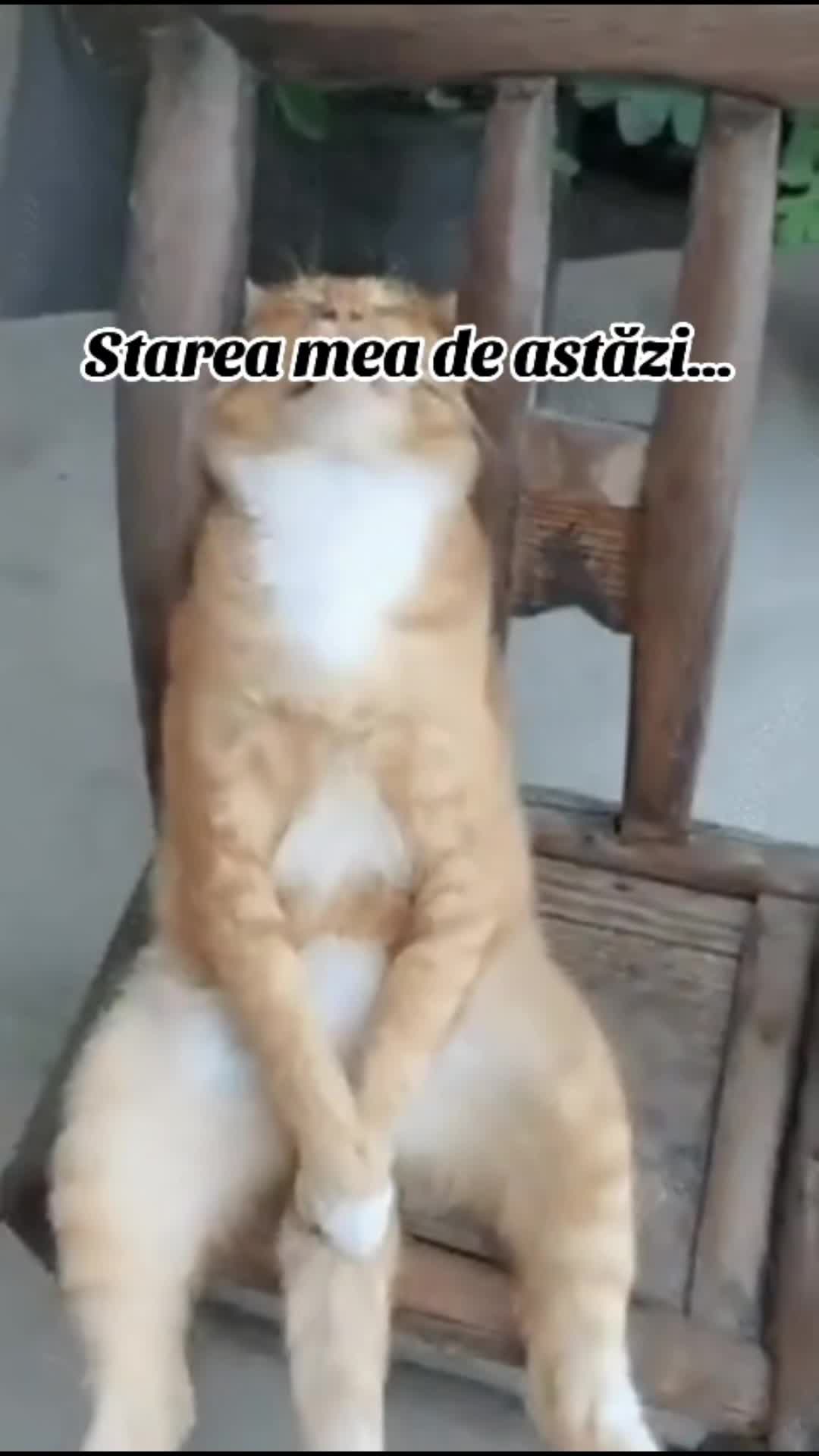 Video de @gupiuser144503