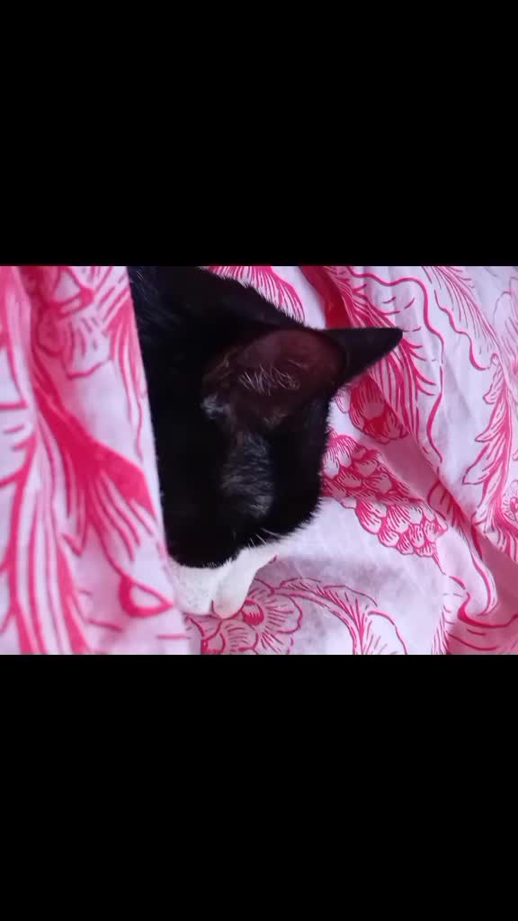 #catlovers