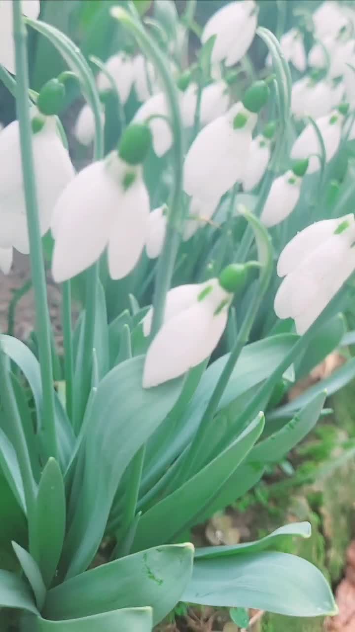 ăvara #🐝🌞
