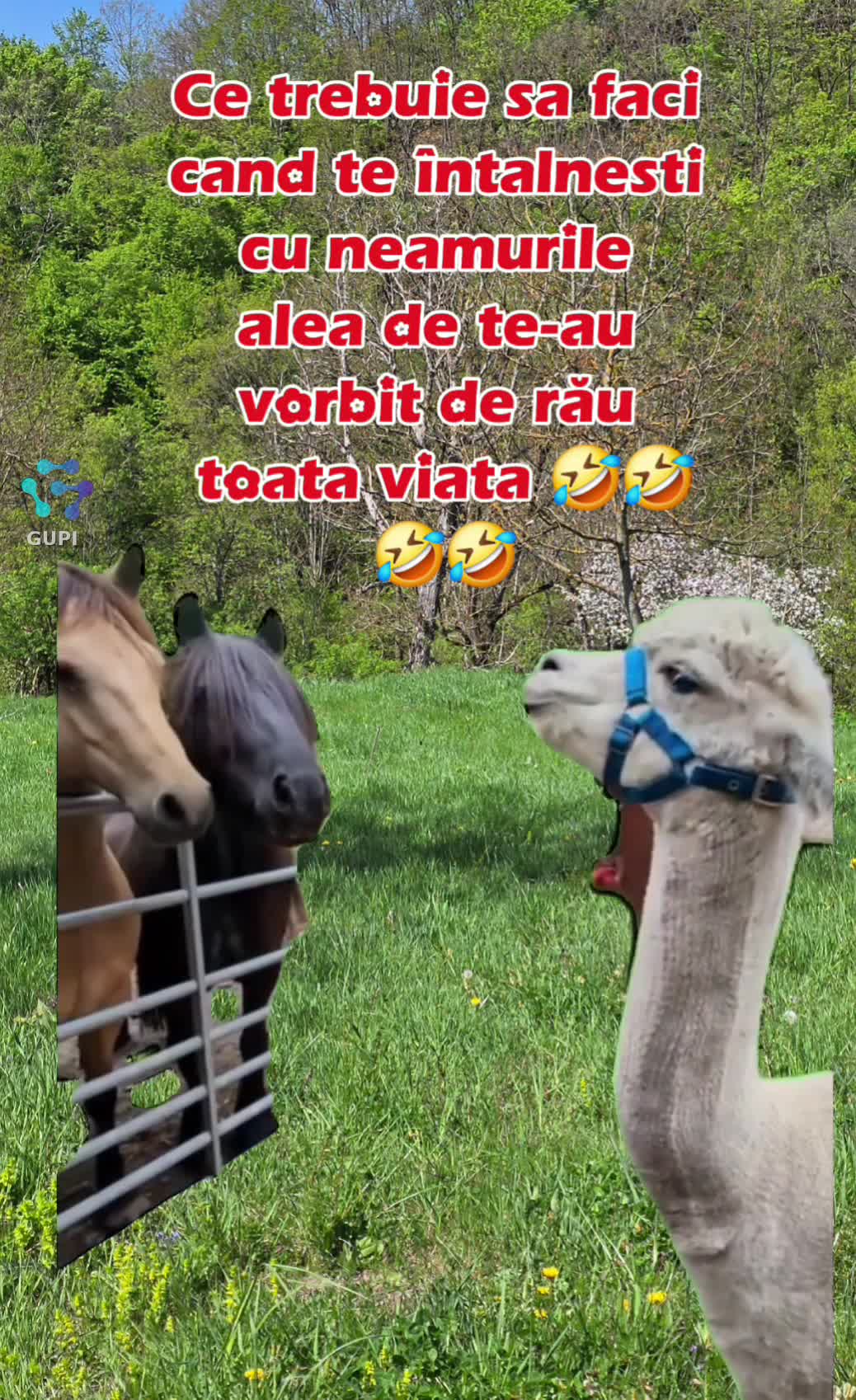 🤣🤣🤣🤣