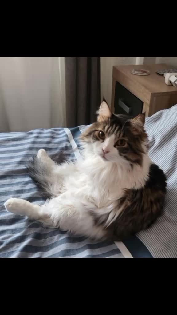 cat