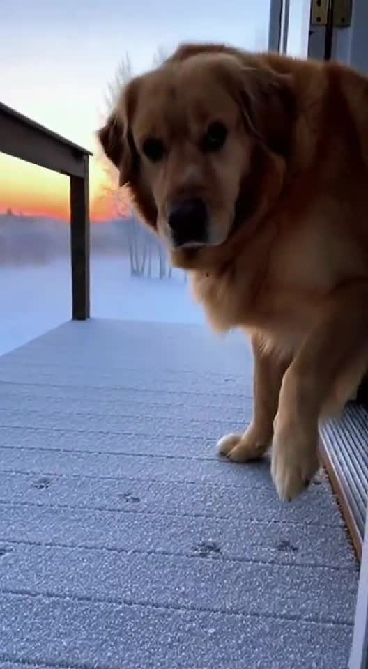 Pup's Winter Reality Check: Excited Out, Regret Back In! 😂🐕🥶 (3 Fails)