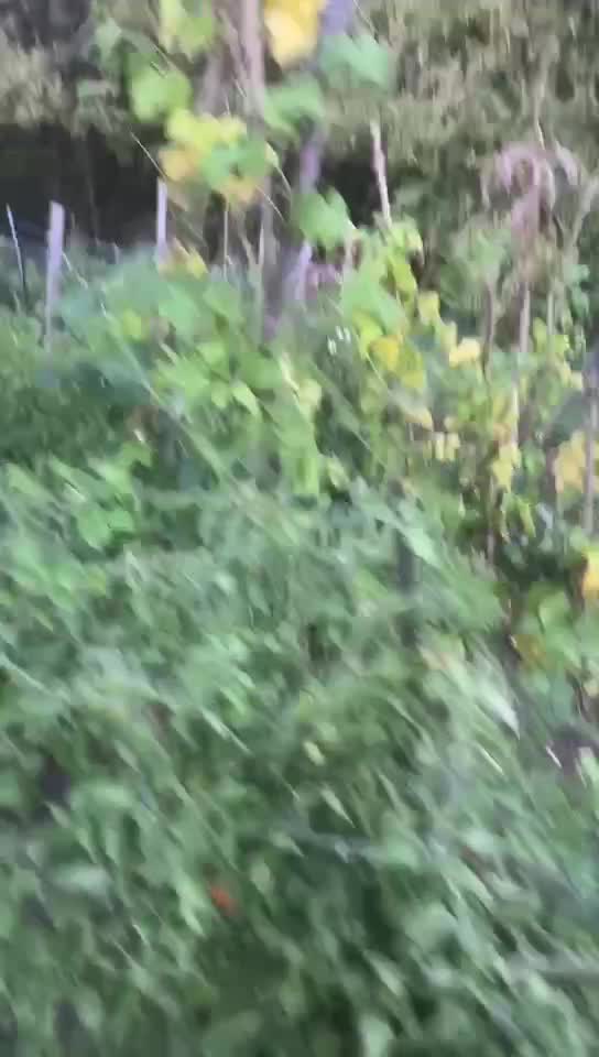 Video de @🇨🇭Vasile1805🇧🇪