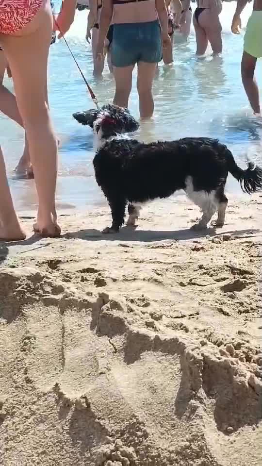 La plajă!