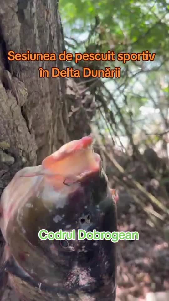 🎣 Pescuit pe malul Dunării 🌊

Privind aceste imagini, retrăim clipele în care am descoperit liniștea și bucuria lucrurilor simple. 🎯