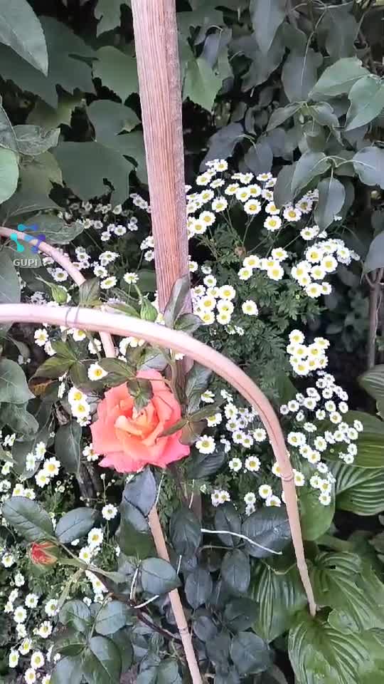Video de @gupiuser164981