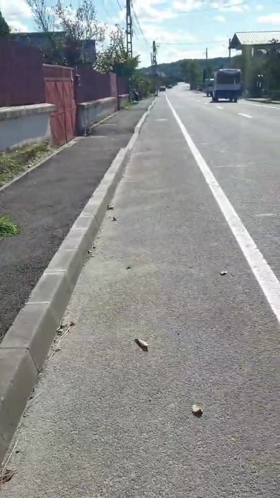 dogargentinian cainimari gupi foryou viral