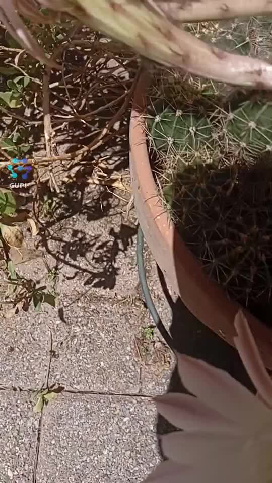 Video de @gupiuser158256