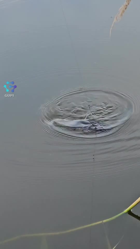 Video de @🎣Cătălinpescardedunăre🎣