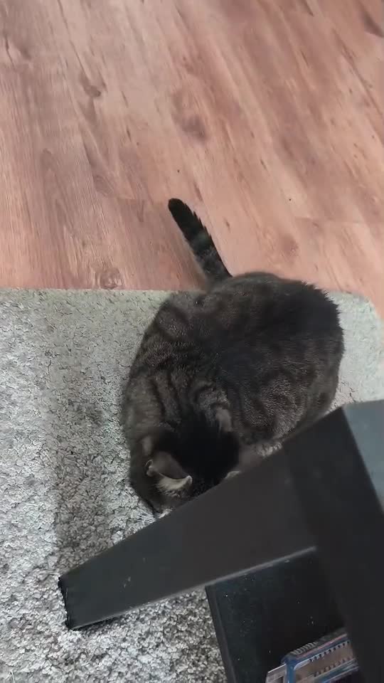 #cat