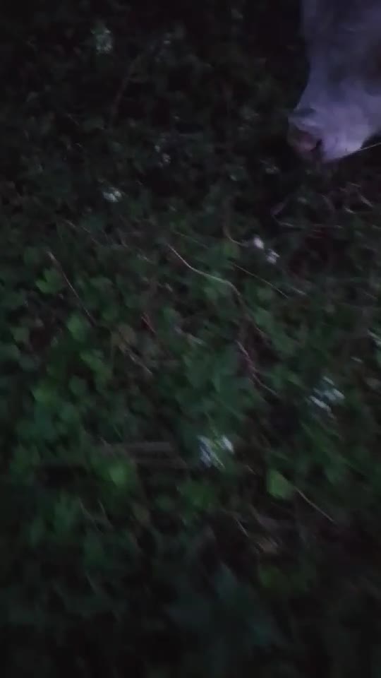 Tody pășunează bio hrana