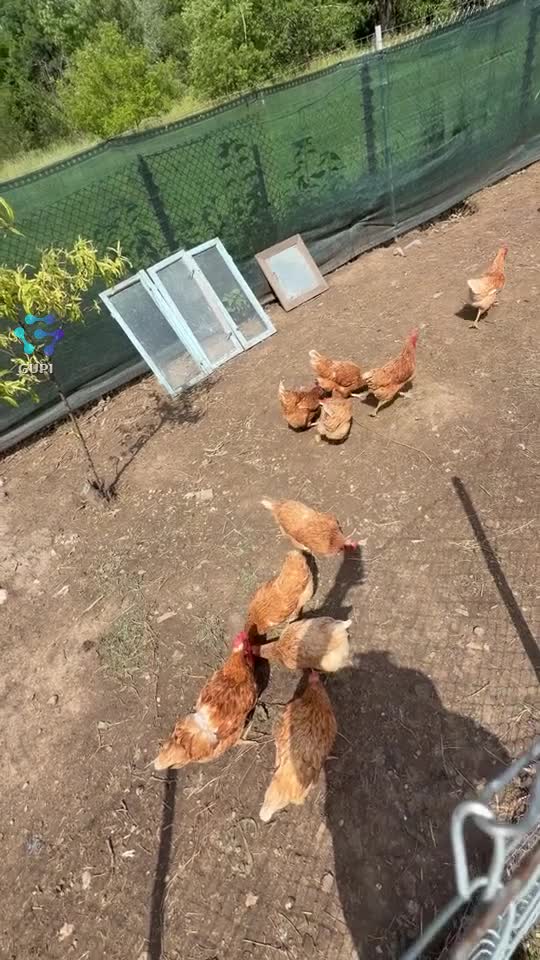 Buna dimineata