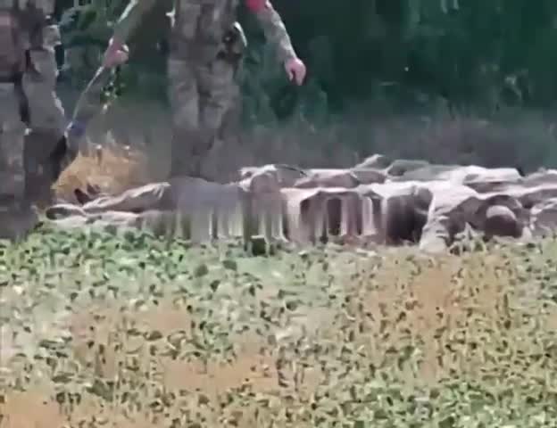 Damn it, we ended up collecting the bodies of Ukranoids  soldiers to send them to the freezer.