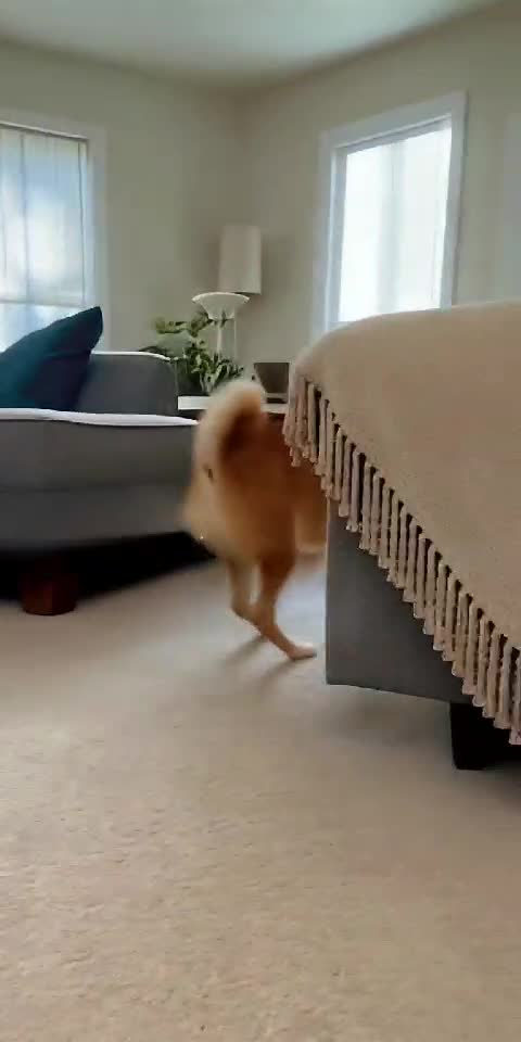 When Your Dog Overreacts 🐶😱