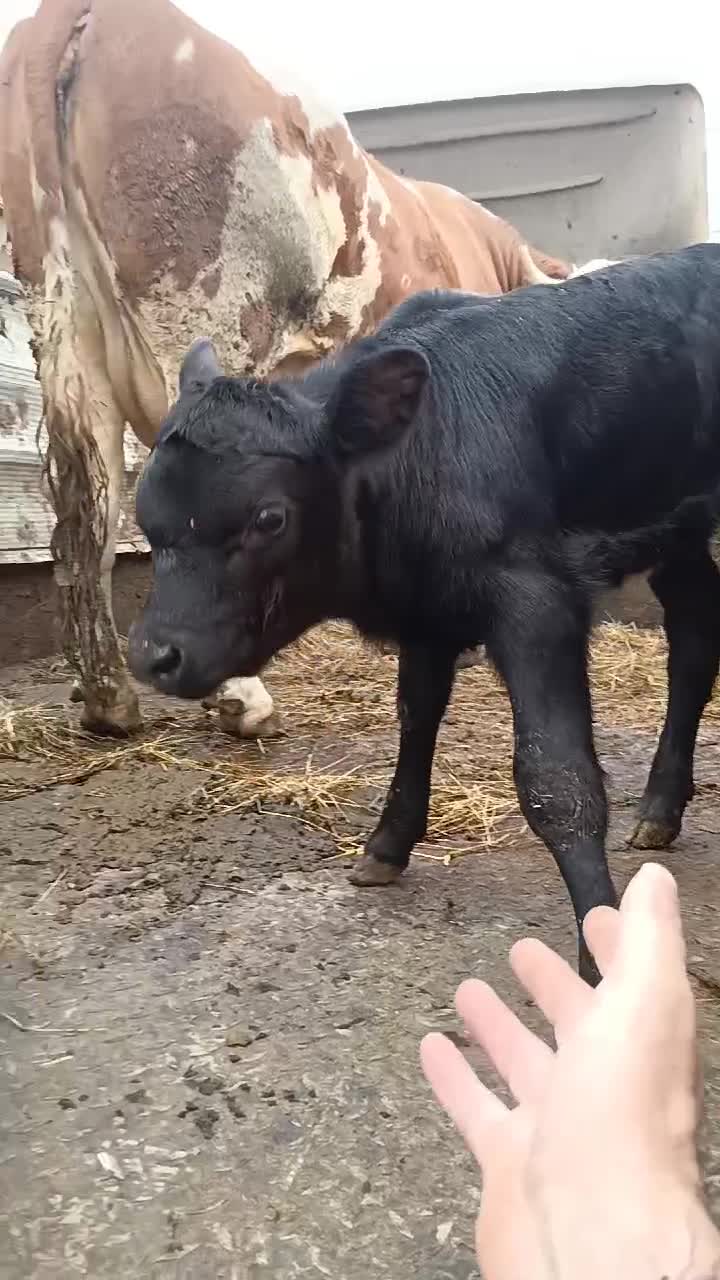 am cumpărat ațăl...cu vacă...😂😂😂