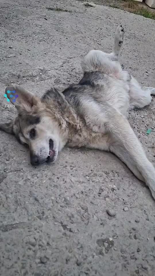 răsfățelul🥰😍