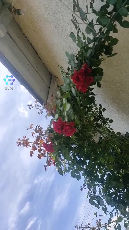 Video de @gupiuser109434