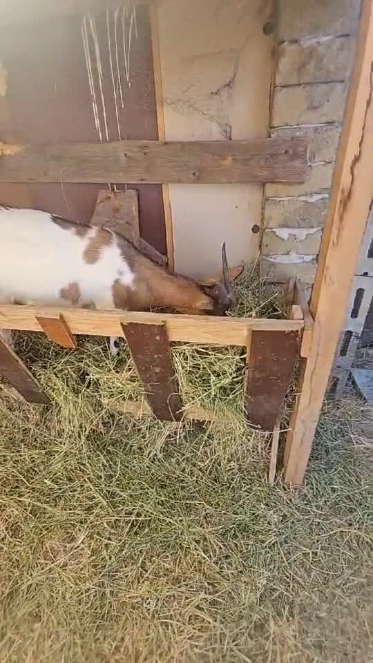 ...căpritele mele, bimbuztele mele iubite!!!