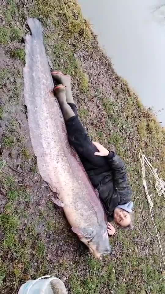 Somn 77 kg și 2,40 cm