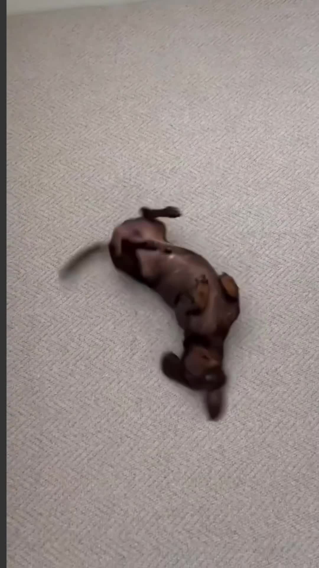 Video de @gupiuser144503
