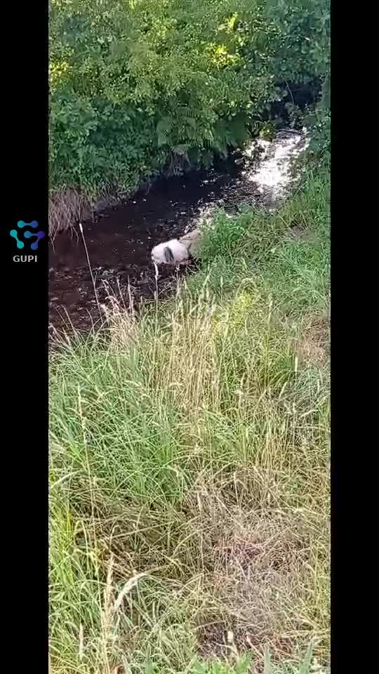 Video de @gupiuser142581