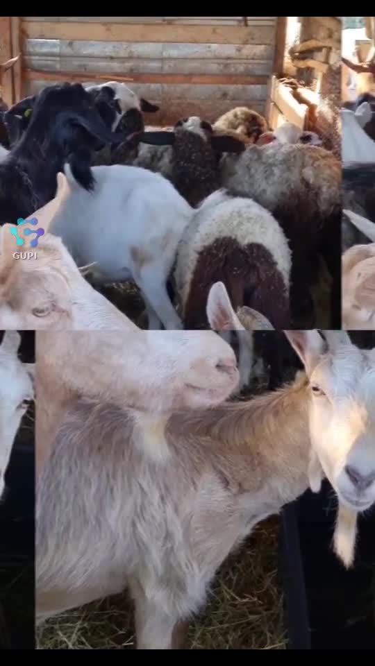 Video de @KLAUDIA