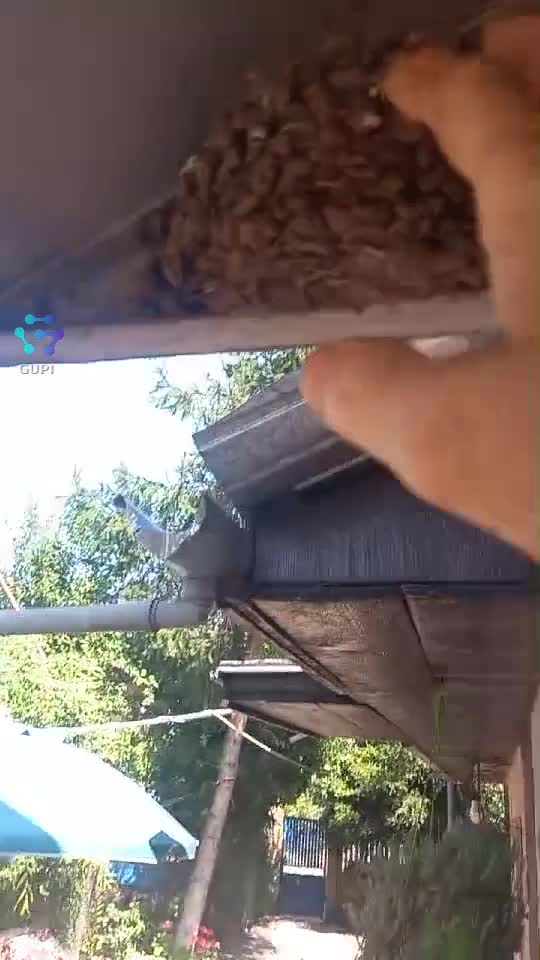 Video de @gupiuser248395