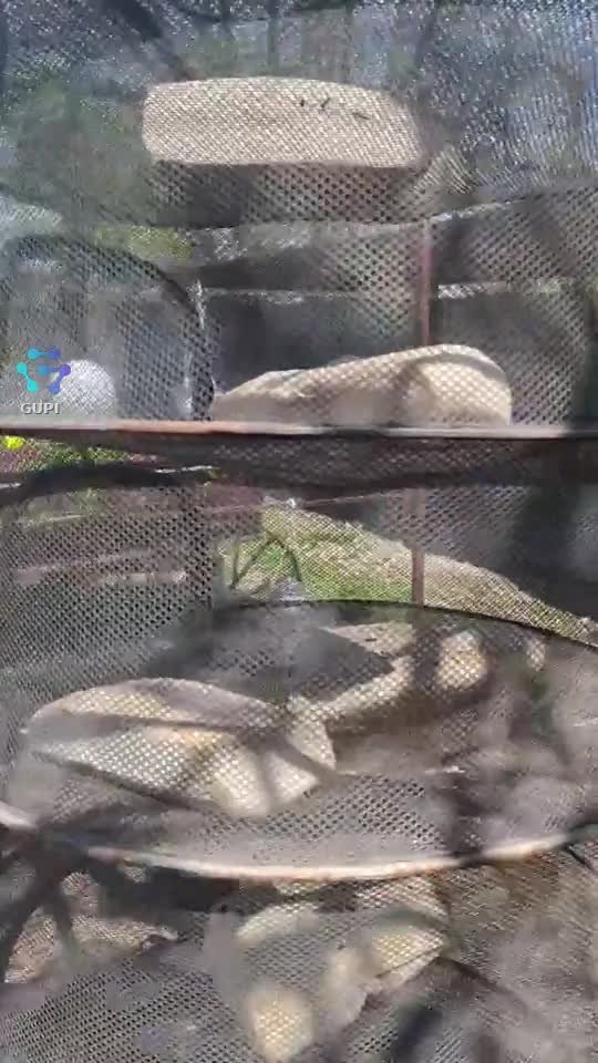 Brânză de oaie, pusă la uscat...apoi la maturata!🤗