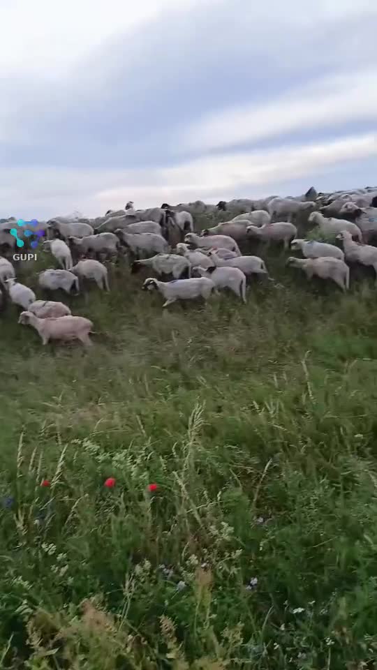 Video de @gupiuser156707