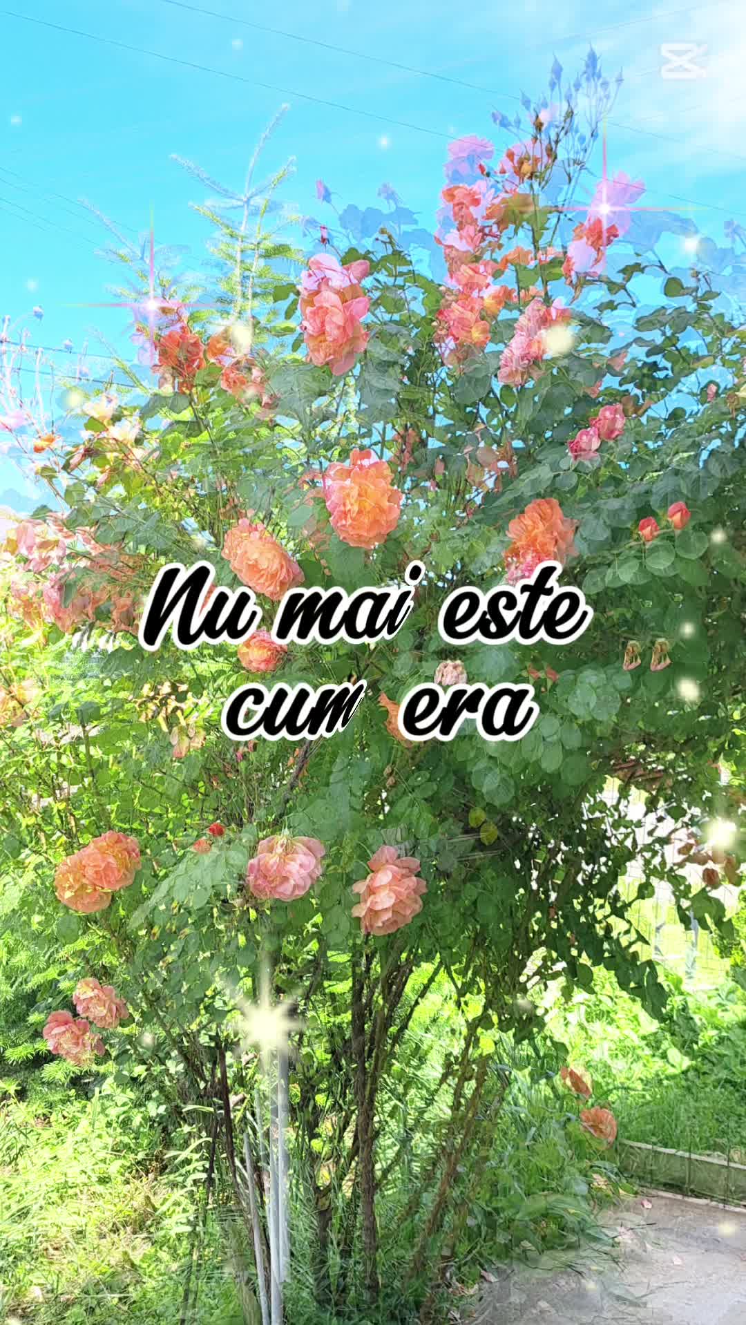 Video de @gupiuser146853