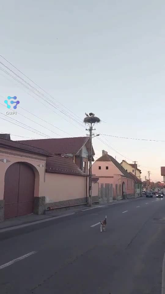 Video de @FLRica06