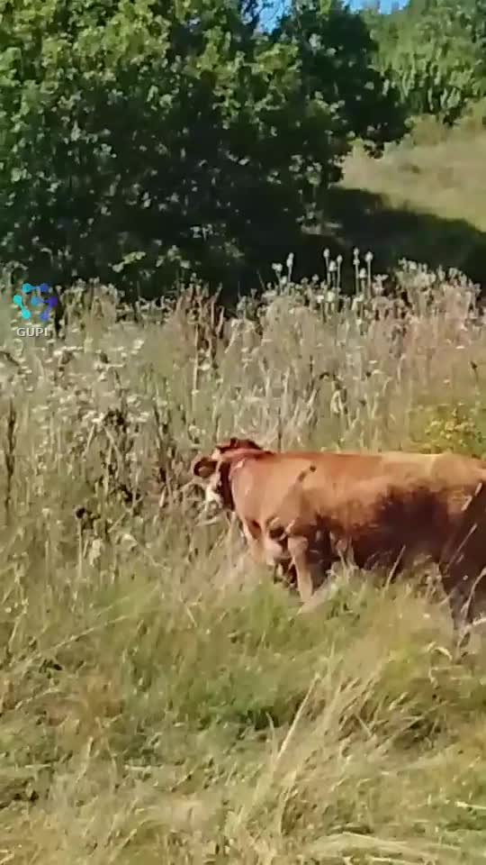Video de @gupiuser166533
