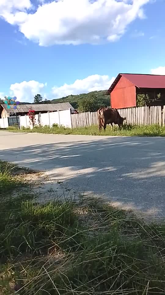 Viața liniștitoare cu animalele