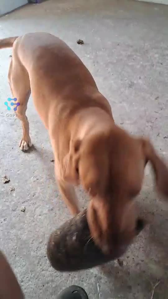 Video de @gupiuser241852