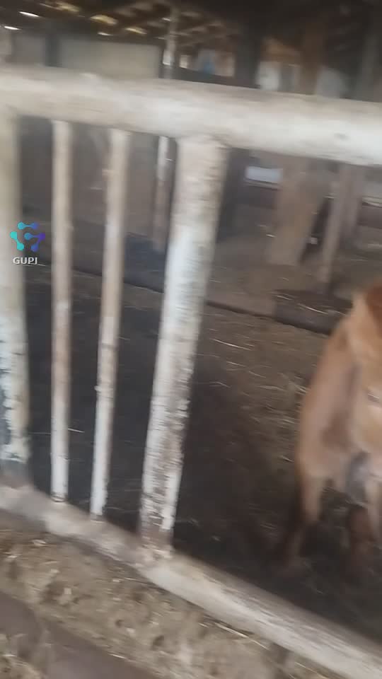 Video de @gupiuser313639