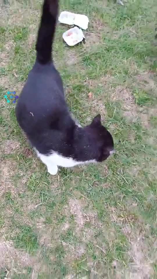 Bossul a plecat de acasă...a renunțat la plicuri...foarte gelos pt ca am mai adus 5 pisicute
