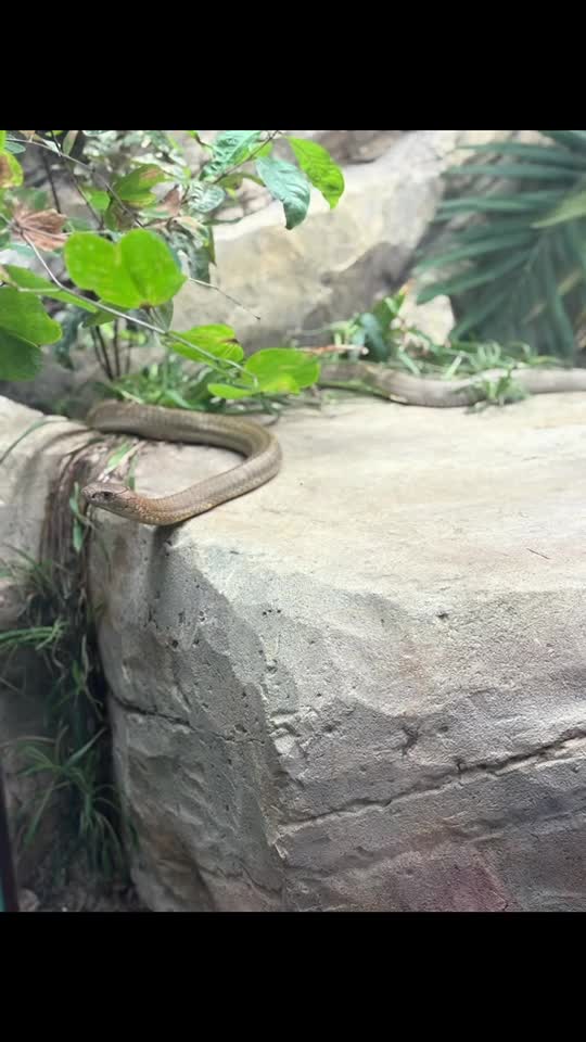 London zoo