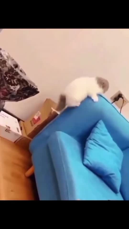 Cats on...