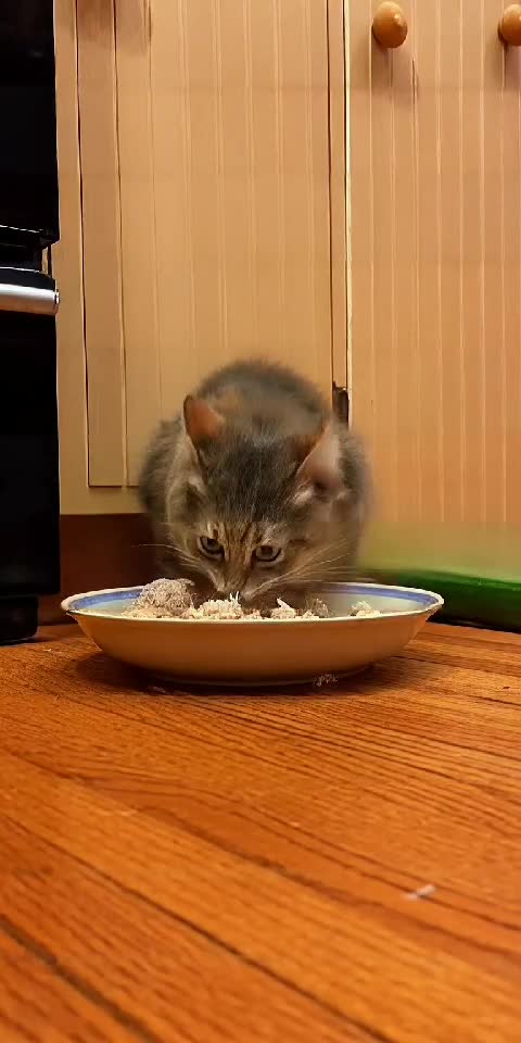 Cat vs Cucumber 😹🥒