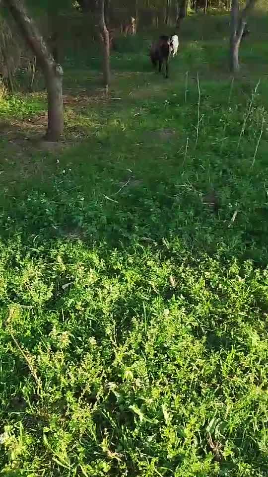Maya papă iarba fresh      ,