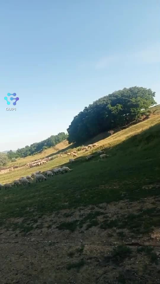 Video de @gupiuser158403