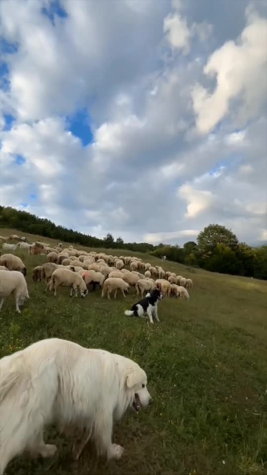 Maramureș
