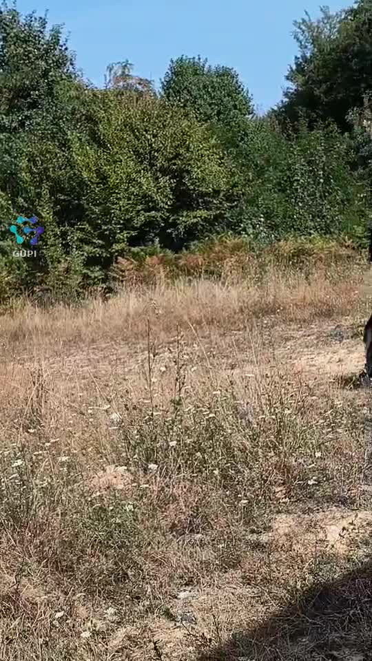 Video de @gupiuser164981