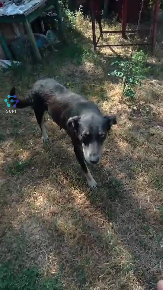 cățelu sperios