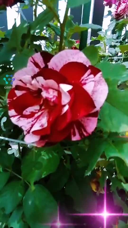 Video de @gupiuser365646