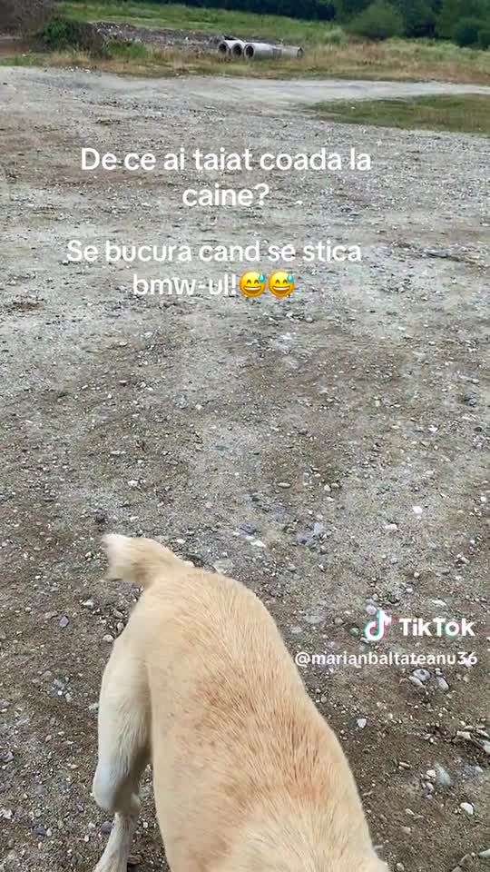 #dog