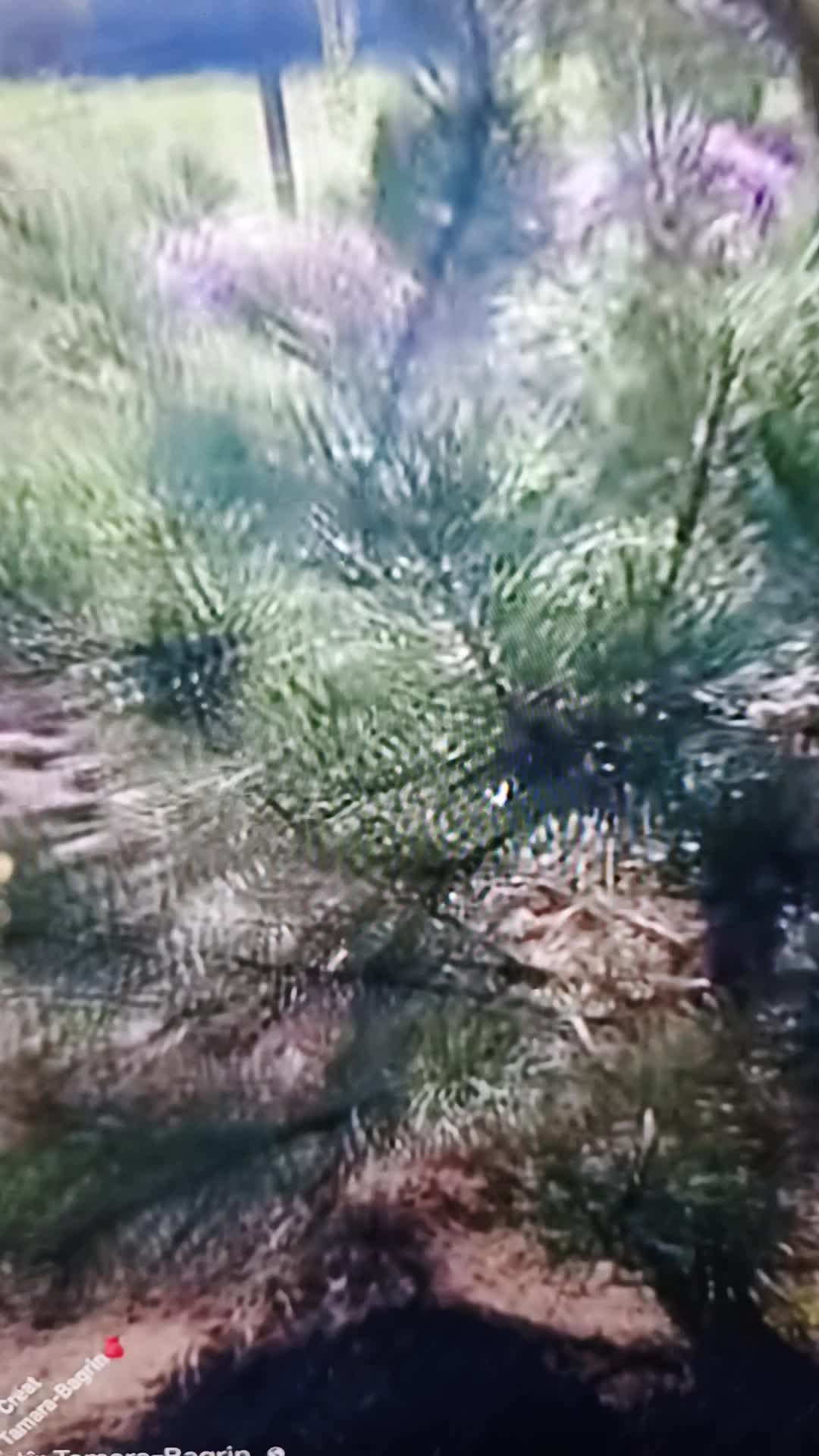 Video de @gupiuser868790